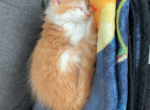 Mufasa - Maine Coon Kitten For Sale - GR&comma; MI&comma; US