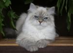 FENECHKA IZ TVERSKOGO KNYAZHESTVA - Siberian Kitten For Sale - NY&comma; US