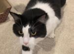 Lynryd - Domestic Cat For Adoption - Lorain&comma; OH&comma; US