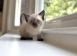 Siamese kittens - Siamese Kitten For Sale - MA&comma; US