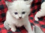 Purebred Siamese female kitten Lilac Point - Siamese Kitten For Adoption - NJ&comma; US