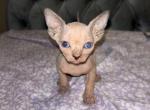 Rome - Sphynx Kitten For Sale - Buena Ventura Lakes&comma; FL&comma; US