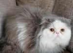 Cfa lilac bicolor persian adult proven male - Persian Cat For Sale - Woodburn&comma; IN&comma; US