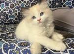 Smore - Ragdoll Kitten For Sale - Annandale&comma; VA&comma; US