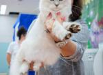 Jessica Litter - Siberian Cat For Sale - Cumming&comma; GA&comma; US