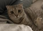 Asya - Domestic Cat For Adoption - Monroe&comma; NC&comma; US