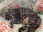 Catniss due end June 26 - Siberian Cat For Sale - Cumming&comma; GA&comma; US