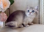 Munchkin Blue Gold Female - Munchkin Kitten For Sale - 
