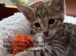 F4 SBT Savannah Sommers - Savannah Kitten For Sale - Franklin&comma; NC&comma; US