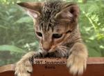 F5 SBT Savannah Boca - Savannah Kitten For Sale - Franklin&comma; NC&comma; US