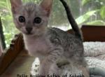 F4 SBT Savannah Haven - Savannah Kitten For Sale - Franklin&comma; NC&comma; US