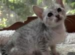 F4 SBT Savannah Mystic - Savannah Kitten For Sale - Franklin&comma; NC&comma; US