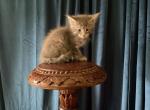 Anna of Donnelly - Maine Coon Kitten For Sale - Port Clinton&comma; OH&comma; US