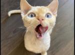 Red Point blue eyes - Devon Rex Kitten For Sale - Hollywood&comma; FL&comma; US