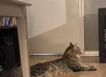 Haze - Maine Coon Cat For Sale/Service - Mishawaka&comma; IN&comma; US