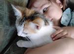 Ginger - Domestic Kitten For Sale - Lancaster&comma; PA&comma; US