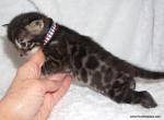 Double Charcoal Male - Bengal Kitten For Sale - Lockport&comma; NY&comma; US