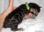 Double Charcoal Female - Bengal Kitten For Sale - 