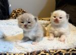 Truffles litter - Ragdoll Kitten For Sale - Huntertown&comma; IN&comma; US