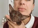 Oriental Shorthair Yellow Collar female - Oriental Kitten For Sale - Hollywood&comma; FL&comma; US