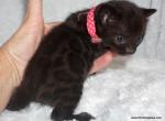 Melanistic Bengal Female Pink collar - Bengal Kitten For Sale - Lockport&comma; NY&comma; US