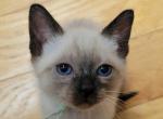 CFA Registered Seal point girl Mint collar - Siamese Kitten For Sale - 