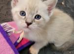 Lynx blue point girl - Siamese Kitten For Sale - Wayland&comma; MA&comma; US