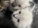 Longhair kittens available - American Bobtail Kitten For Sale - Agawam&comma; MA&comma; US
