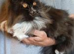 Now pending SPAYED Sweet CFA exotic longhair - Persian Cat For Sale - 