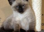 Daisy - Siamese Kitten For Sale - Conger&comma; IA&comma; US
