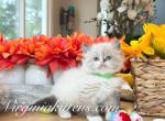 Siberian boy - Siberian Kitten For Sale - Aldie&comma; VA&comma; US