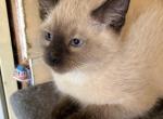 Lue - Siamese Kitten For Sale - 