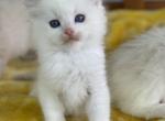 Bunny - Ragdoll Kitten For Sale - Sugar Valley&comma; GA&comma; US