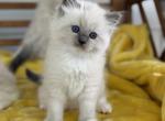 Barron - Ragdoll Kitten For Sale - Sugar Valley&comma; GA&comma; US