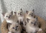 Siamese kittens - Siamese Kitten For Sale - Southwick&comma; MA&comma; US