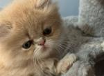 Mango - Persian Kitten For Sale - Irving&comma; TX&comma; US