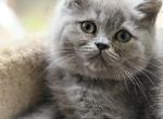 Daniel - British Shorthair Kitten For Sale - Huntington&comma; NY&comma; US