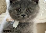 Henry - British Shorthair Kitten For Sale - Huntington&comma; NY&comma; US