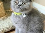 Jacob - British Shorthair Kitten For Sale - Huntington&comma; NY&comma; US