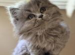 Julia - British Shorthair Kitten For Sale - Huntington&comma; NY&comma; US