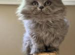 Julia - British Shorthair Kitten For Sale - Huntington&comma; NY&comma; US