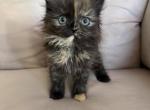 Tortie Persian Mix - Ragdoll Kitten For Sale - 