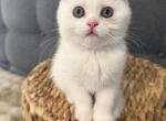 lulu & leyla litter B - Scottish Fold Kitten For Sale - Finksburg&comma; MD&comma; US