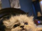 Lily - Persian Kitten For Sale - 