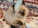 Spring Kittens - Ragdoll Kitten For Sale - TX&comma; US