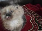 Mila - Persian Kitten For Sale - 