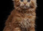Gorgeous Red Maine Coon Girl Ready Soon - Maine Coon Kitten For Sale - NY&comma; US