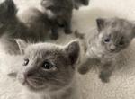 Lucys Adorable Mixed Babies - Russian Blue Kitten For Sale - Clarksburg&comma; MD&comma; US