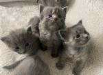 Lucys Adorable Mixed Babies - Russian Blue Kitten For Sale - Clarksburg&comma; MD&comma; US