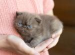 Little BigGuns - Exotic Kitten For Sale - Rolla&comma; MO&comma; US